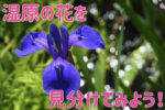 湿原の花の見分けてみよう!-少しずつ増やす花の知識-