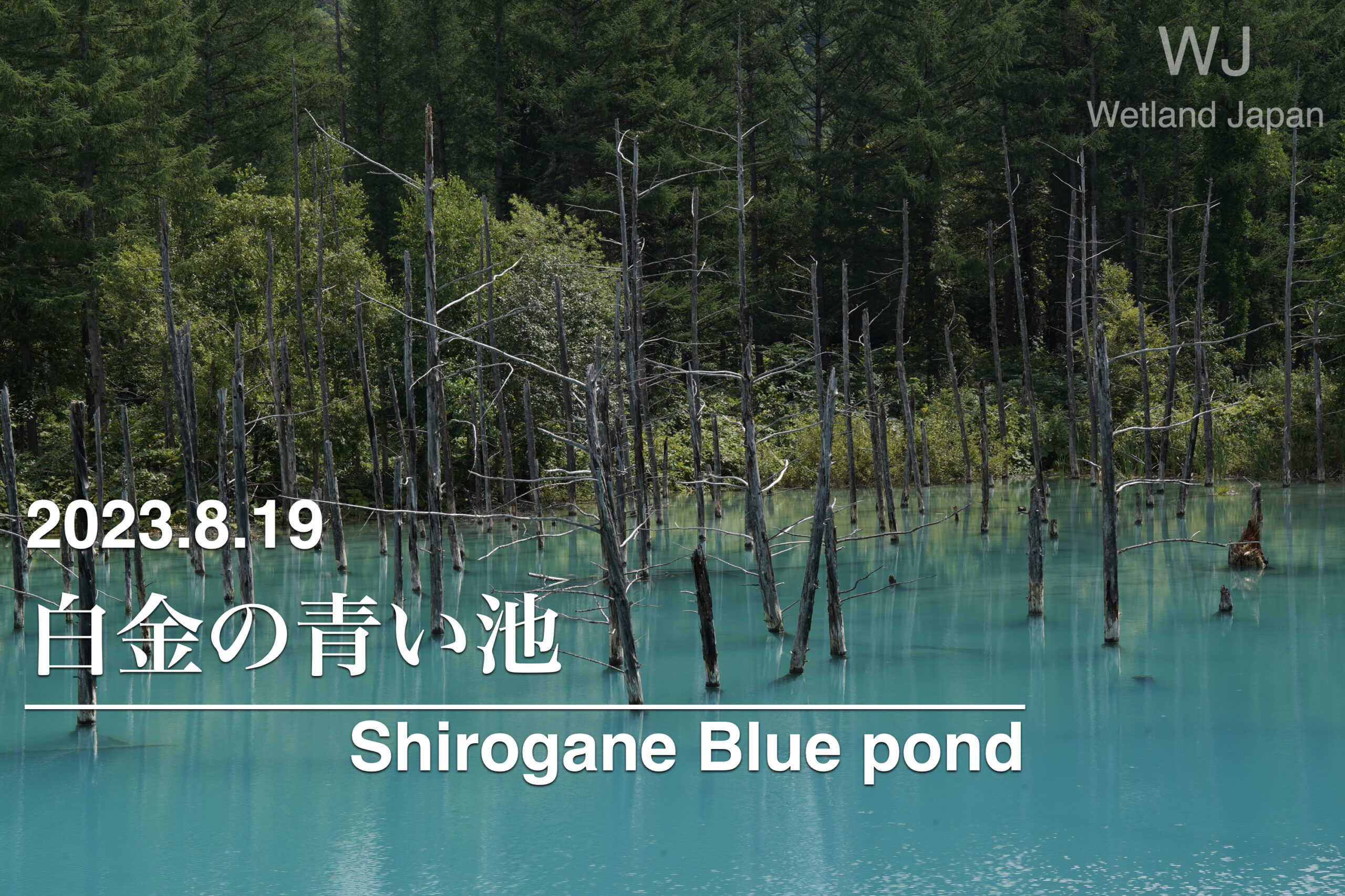 2023.8.19 白金 青い池-幻想的な雰囲気を味わえる人気の観光地-