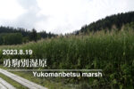 2023.8.19 勇駒別湿原-旭岳山麓の小湿原-