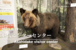 2023.8.19 旭岳ビジターセンター-北海道の動物に会える場所-