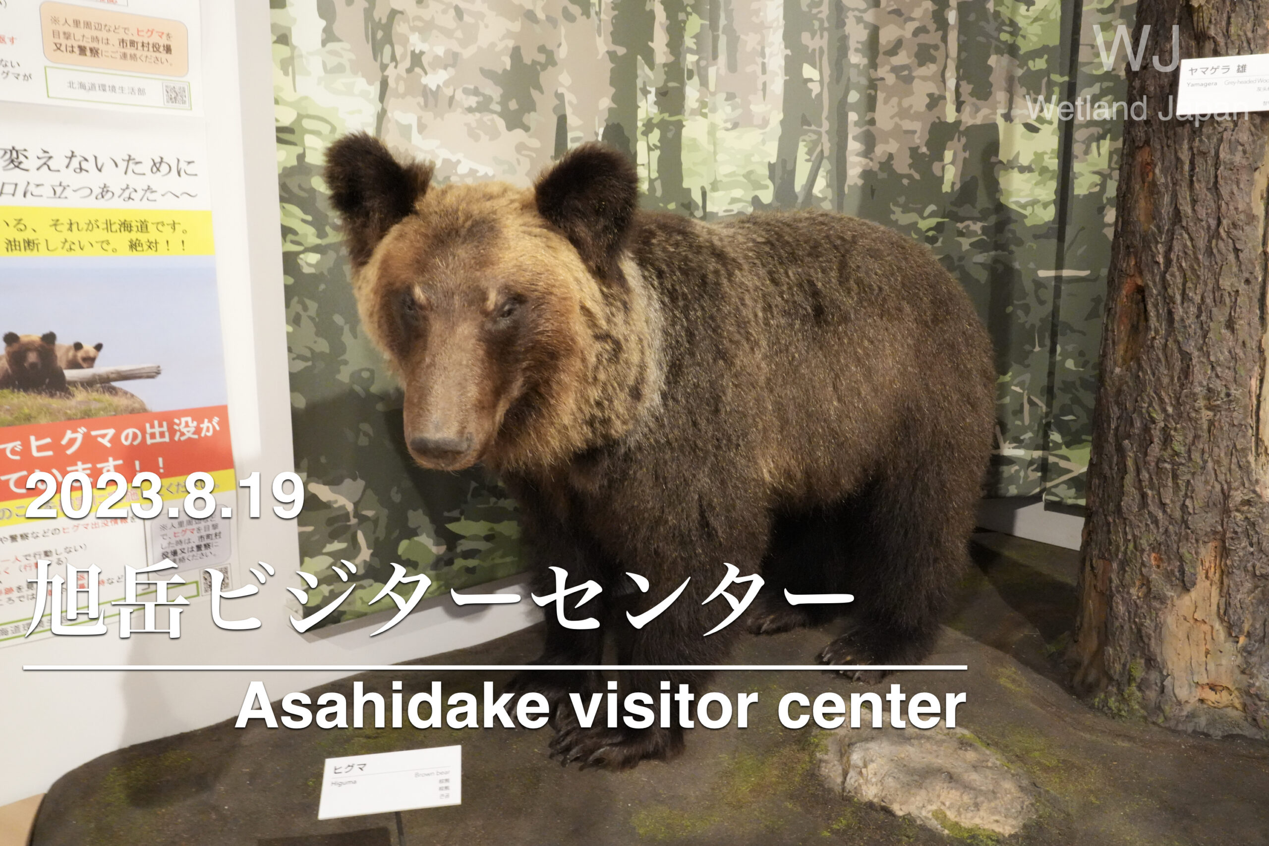 2023.8.19 旭岳ビジターセンター-北海道の動物に会える場所-