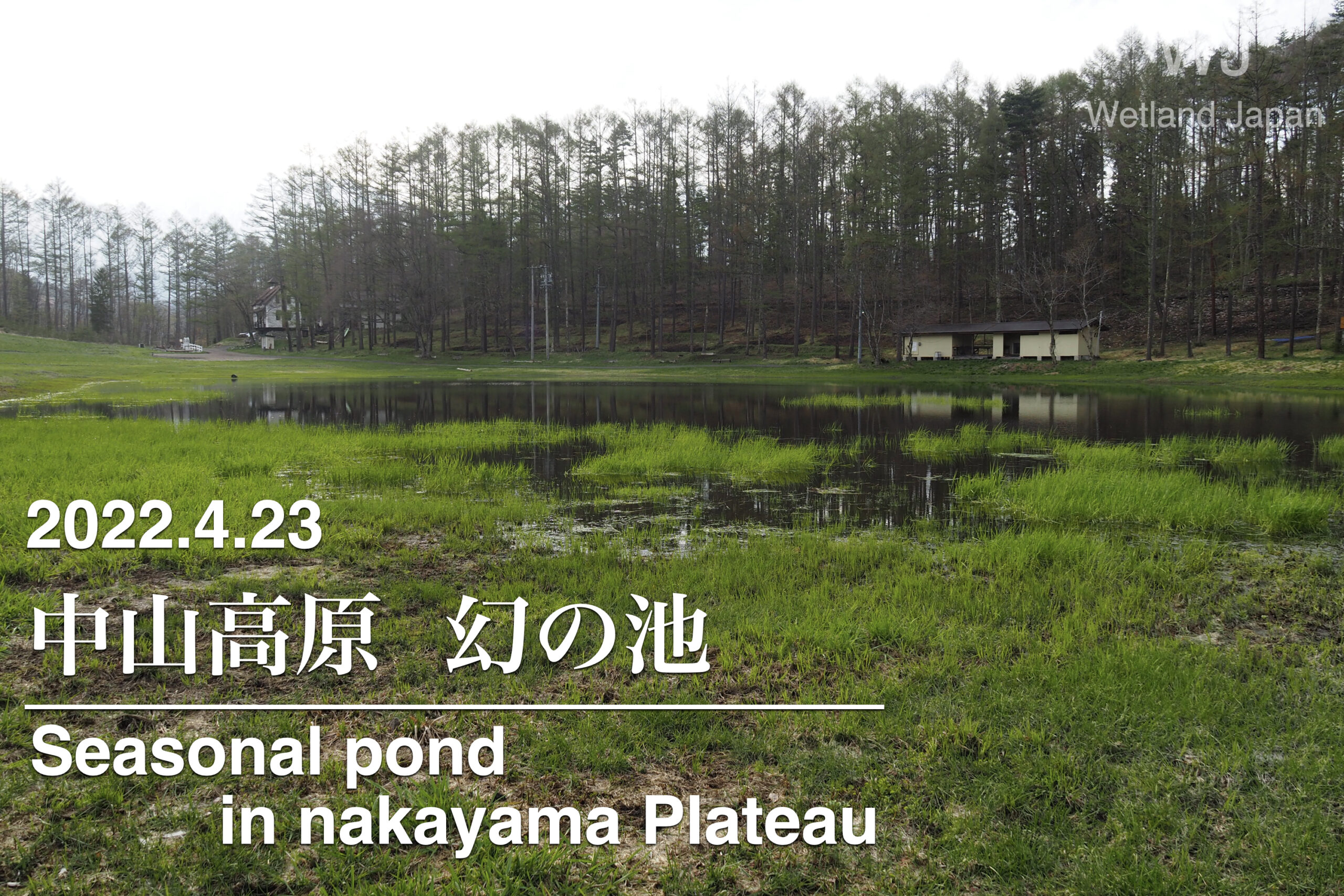 2022.4.23 中山高原 幻の池-春に現れる神秘的な池-