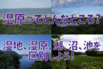 湿原ってどんなところ?-湿地、湿原、湖、池と区別しよう!-