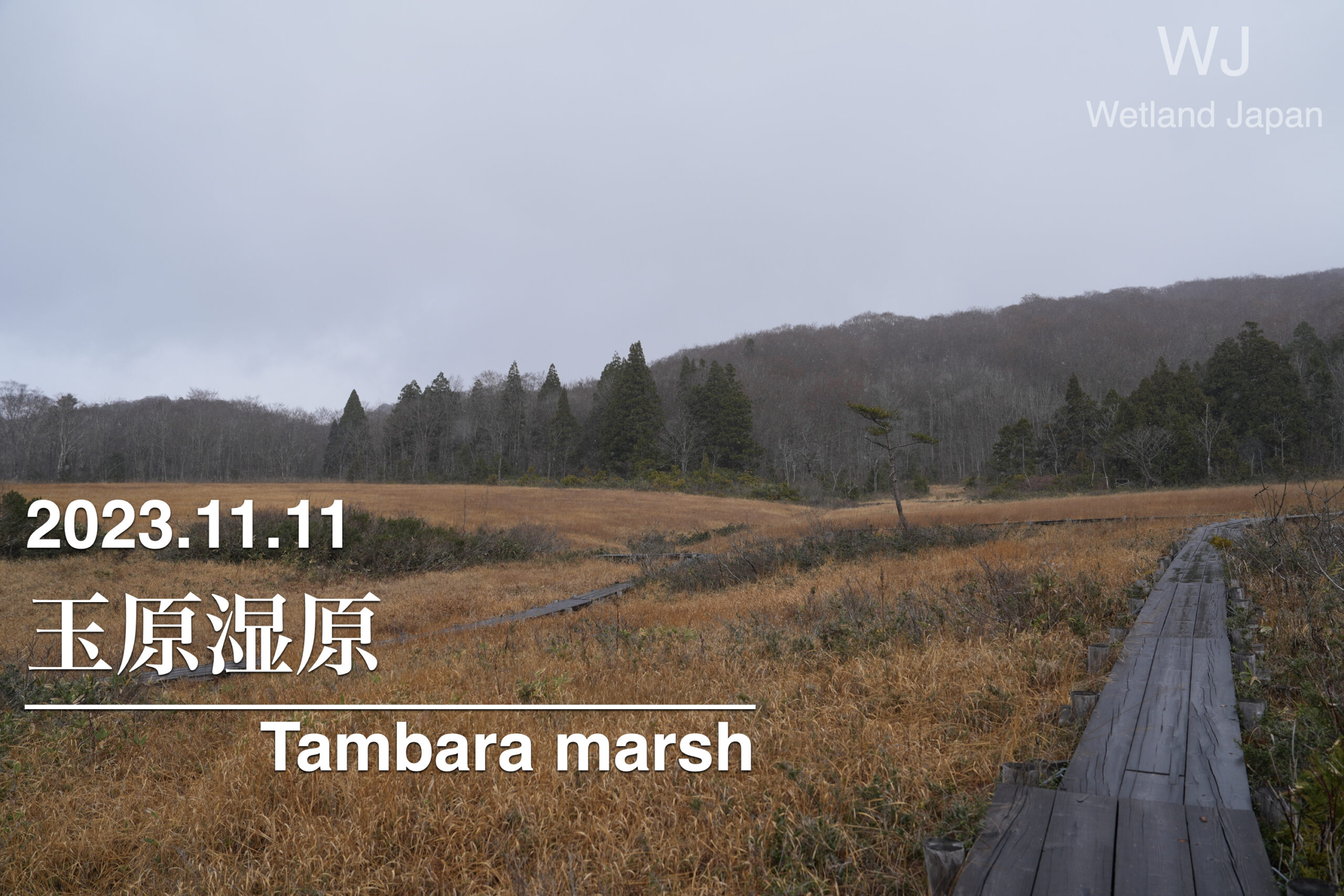 2023.11.11玉原湿原-雪の舞う湿原-