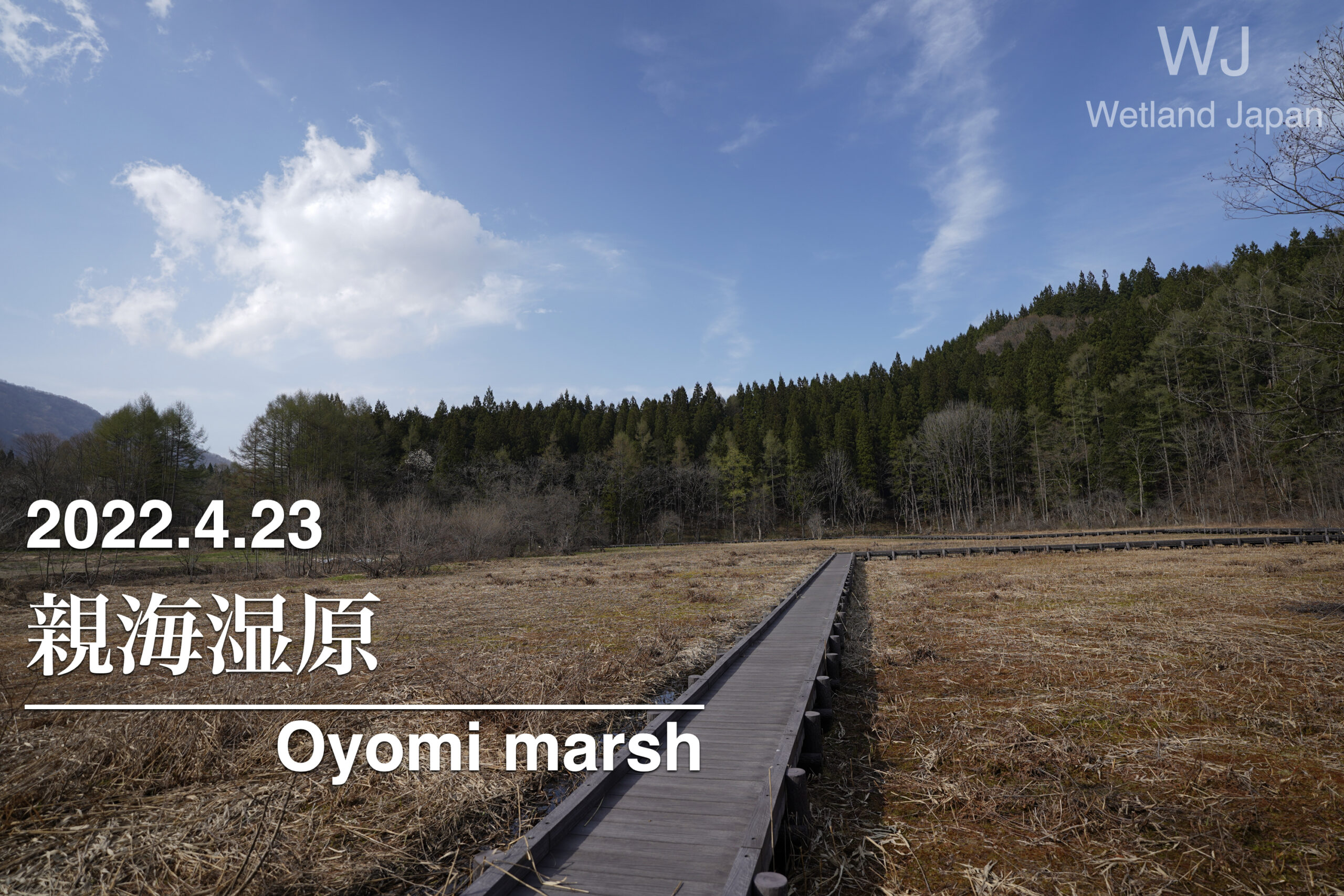 2022.4.23 親海湿原-静かな春を迎える湿原-
