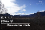 2023.11.11 戦場ヶ原-ちょっと立ち寄り-