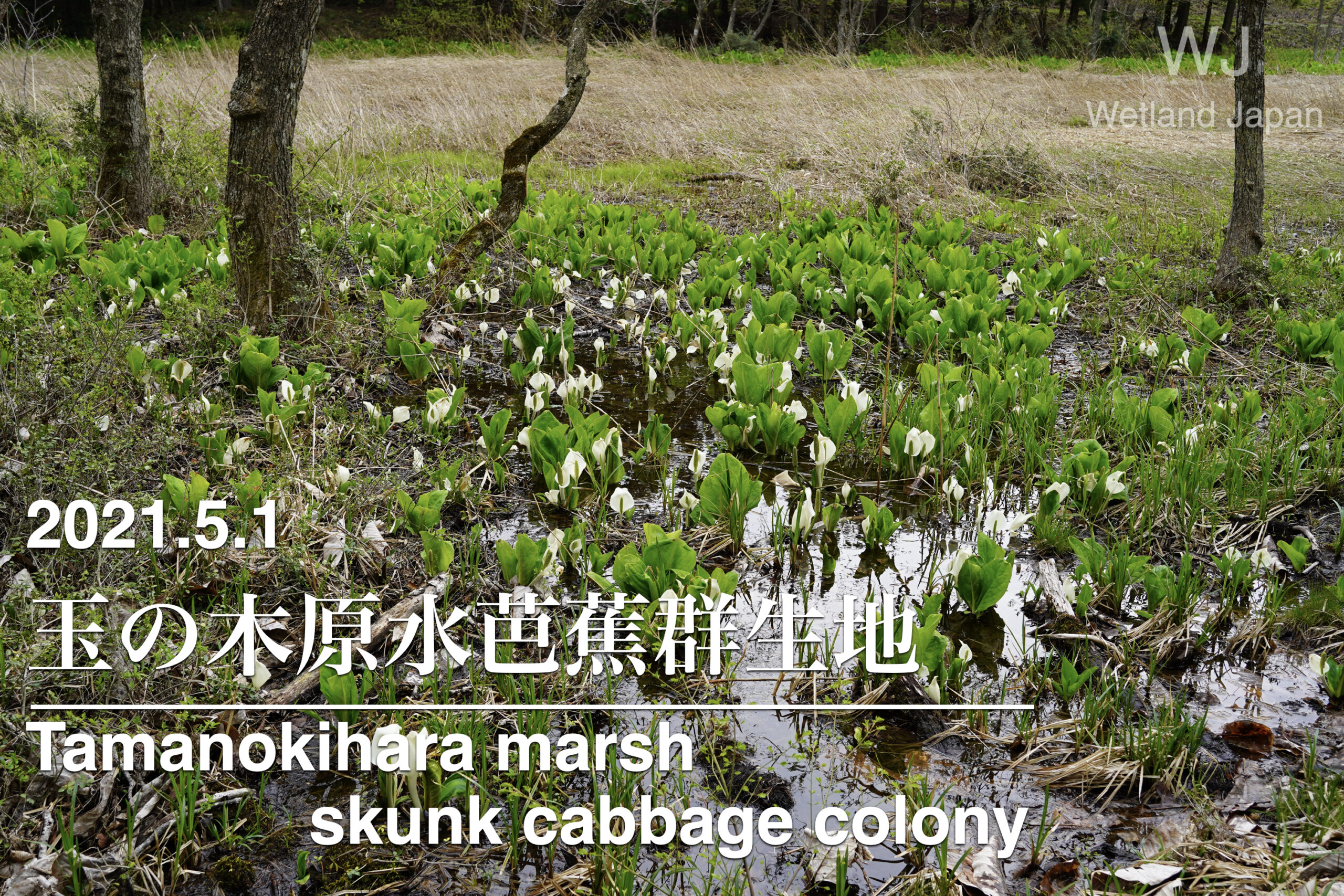 2021.5.1 玉の木原水芭蕉群生地-シーズンから外れた訪問-