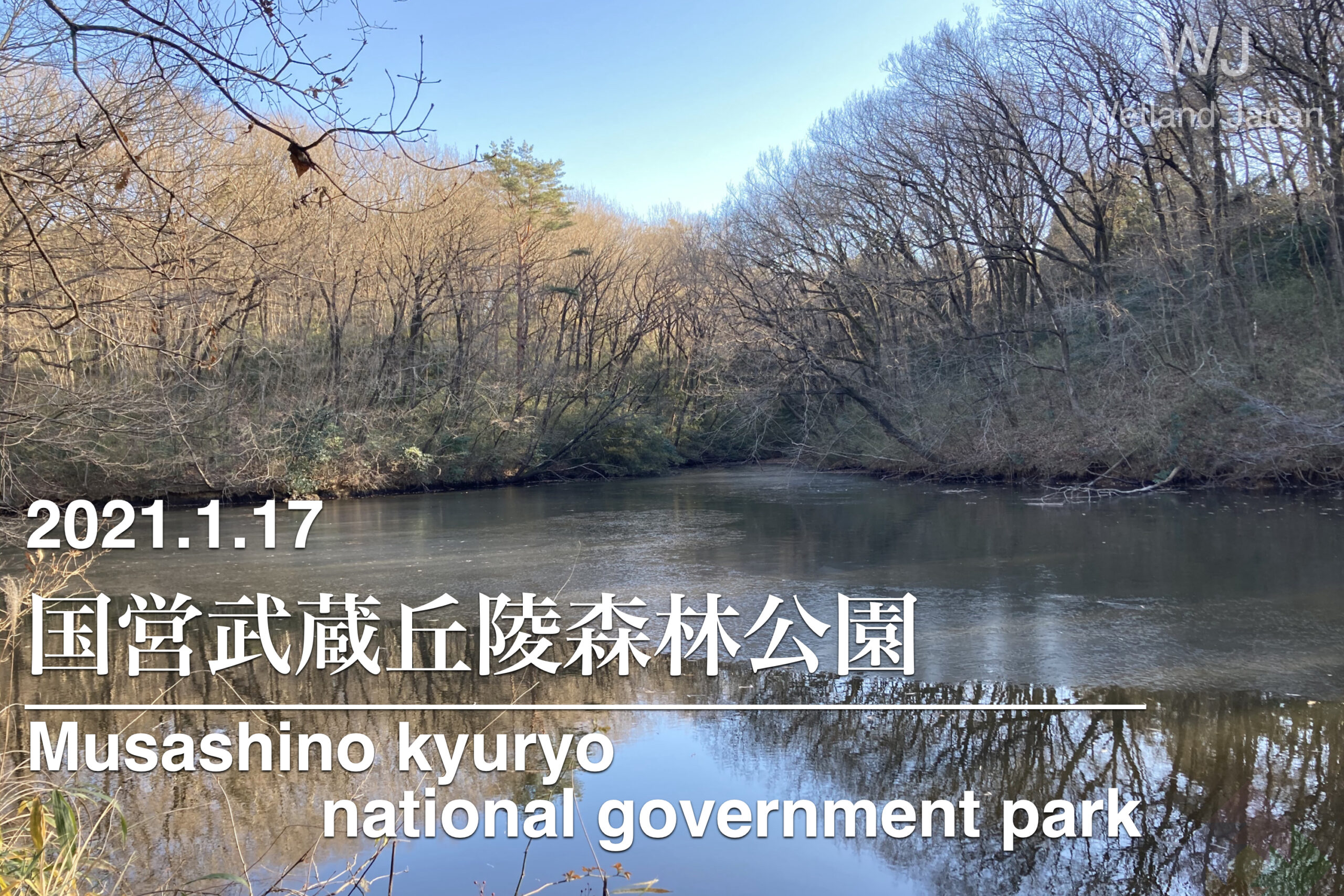 2011.1.17 国営武蔵丘陵森林公園（南部）