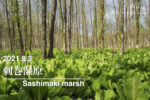 210503 刺巻湿原-少しシーズンを外れた訪問-