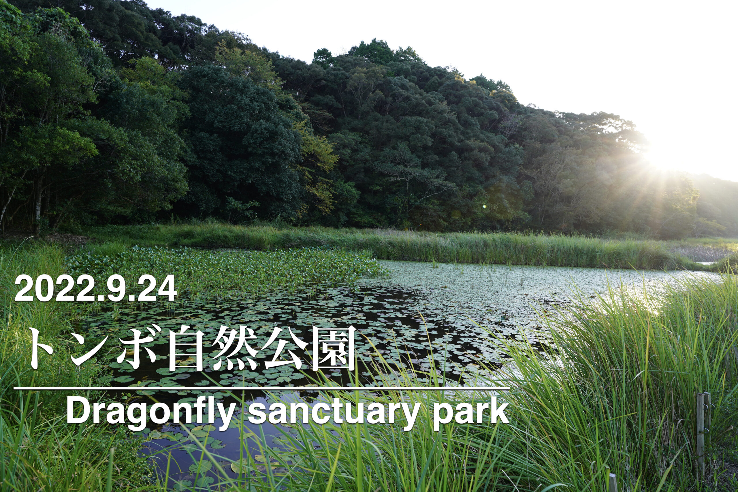 2022.9.24 トンボ自然公園-世界初のトンボ保護区-