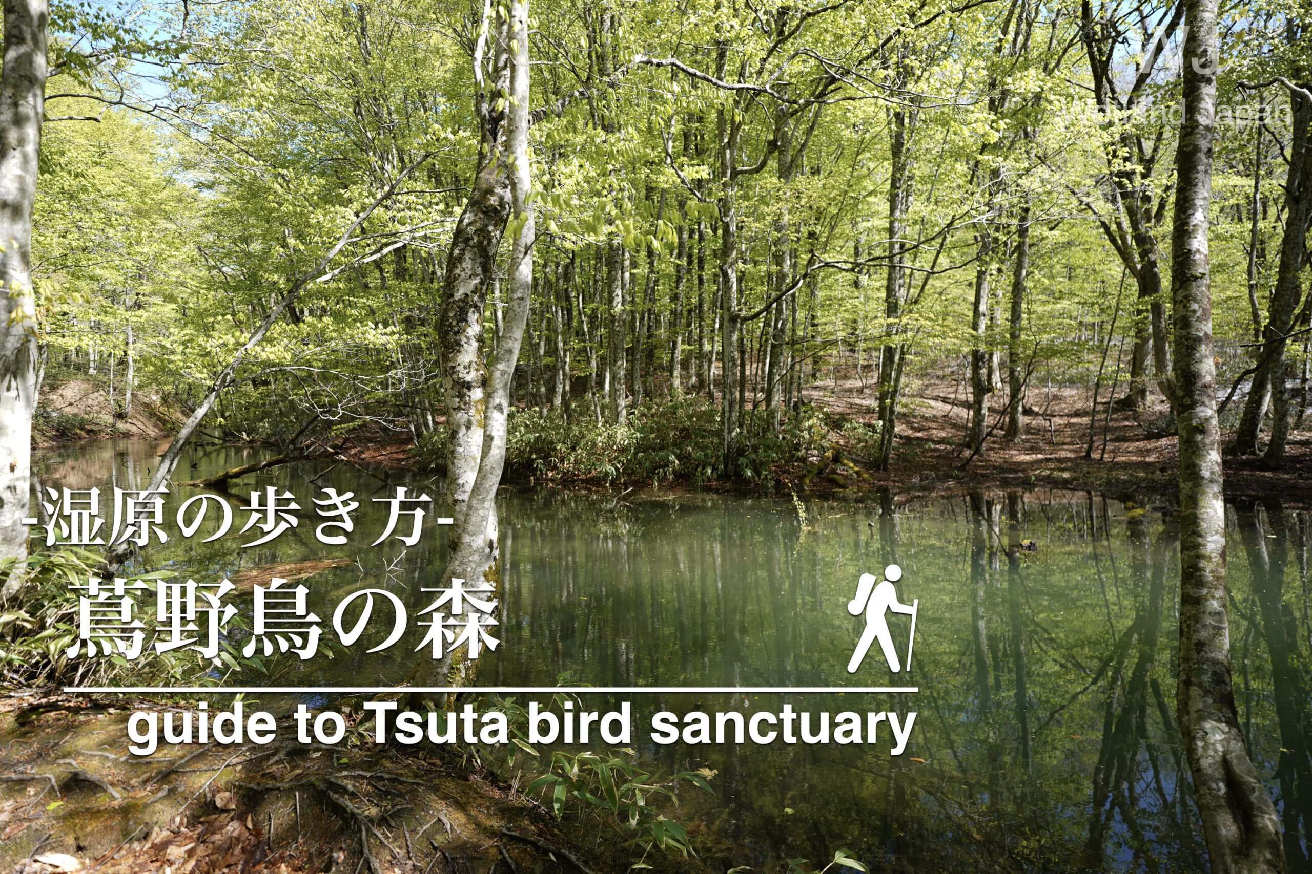 蔦野鳥の森に行ってみよう！