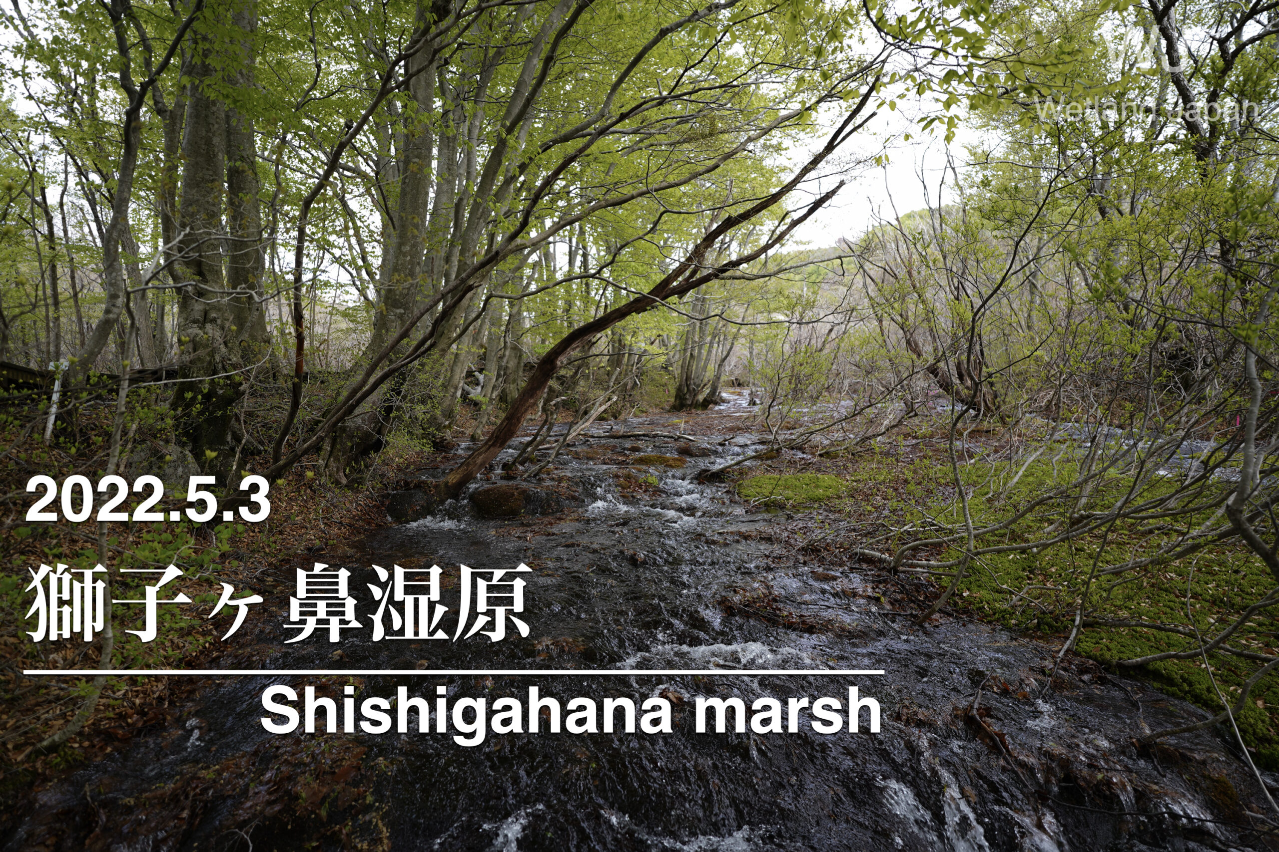2022.5.3 獅子ヶ鼻湿原-残雪と雪解け水-