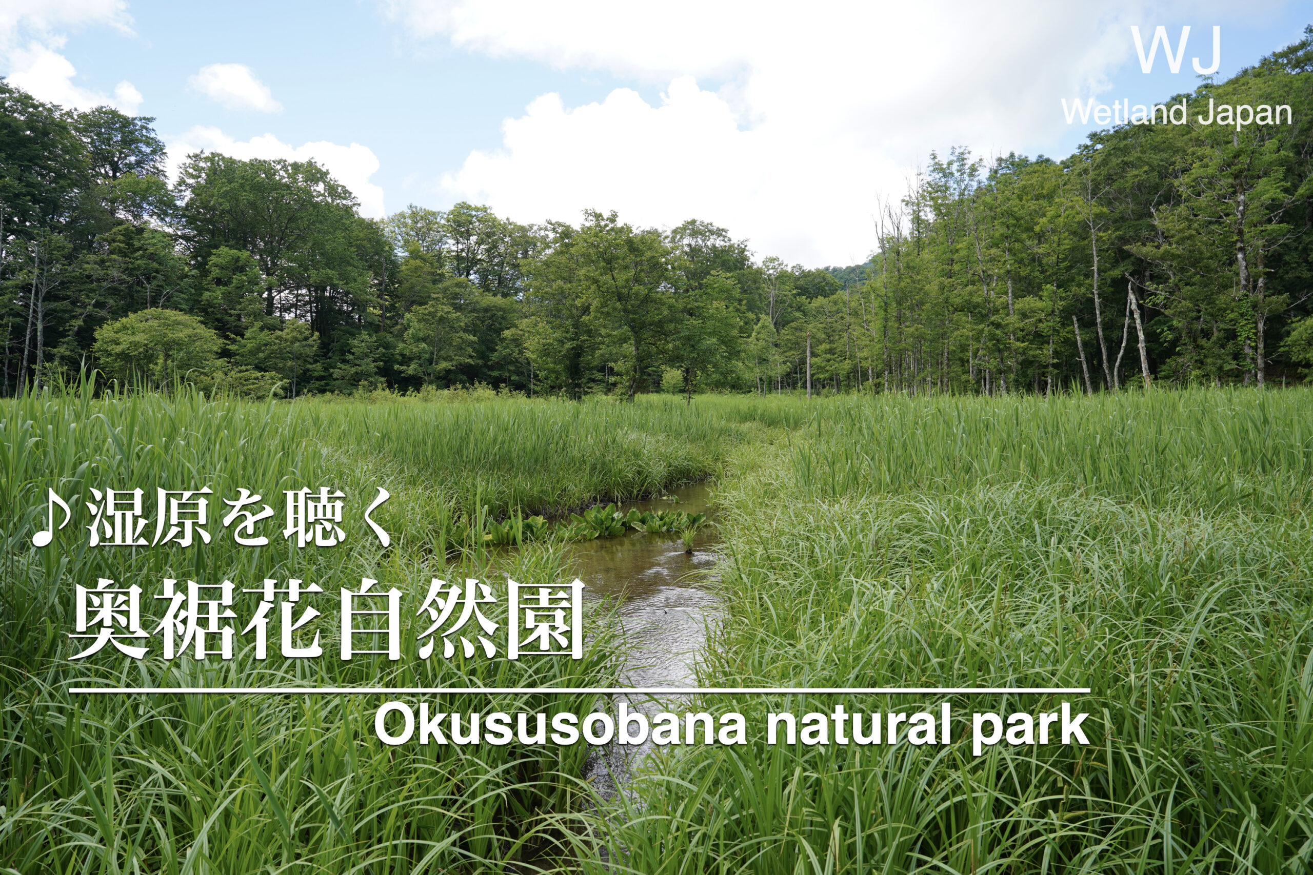 2024.6.29. 奥裾花自然園-川の流れと鳥の声-