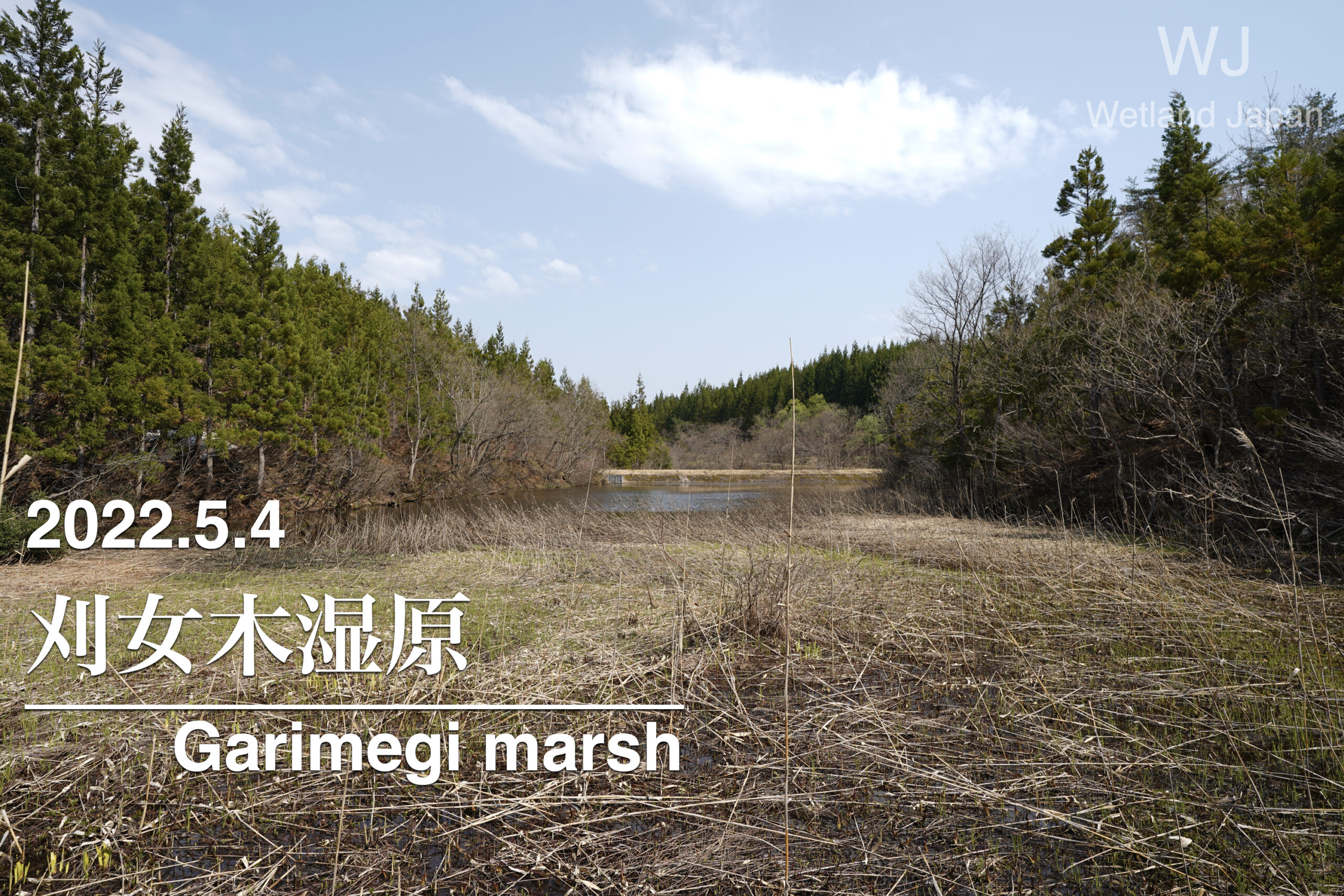 2022.5.4 刈女木湿原-山奥の静かな湿原-