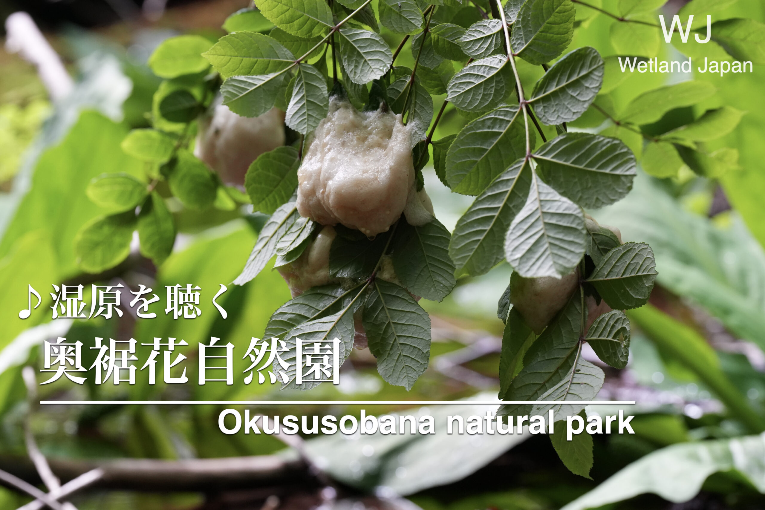 2024.6.29 奥裾花自然園-モリアオガエルの暮らす池