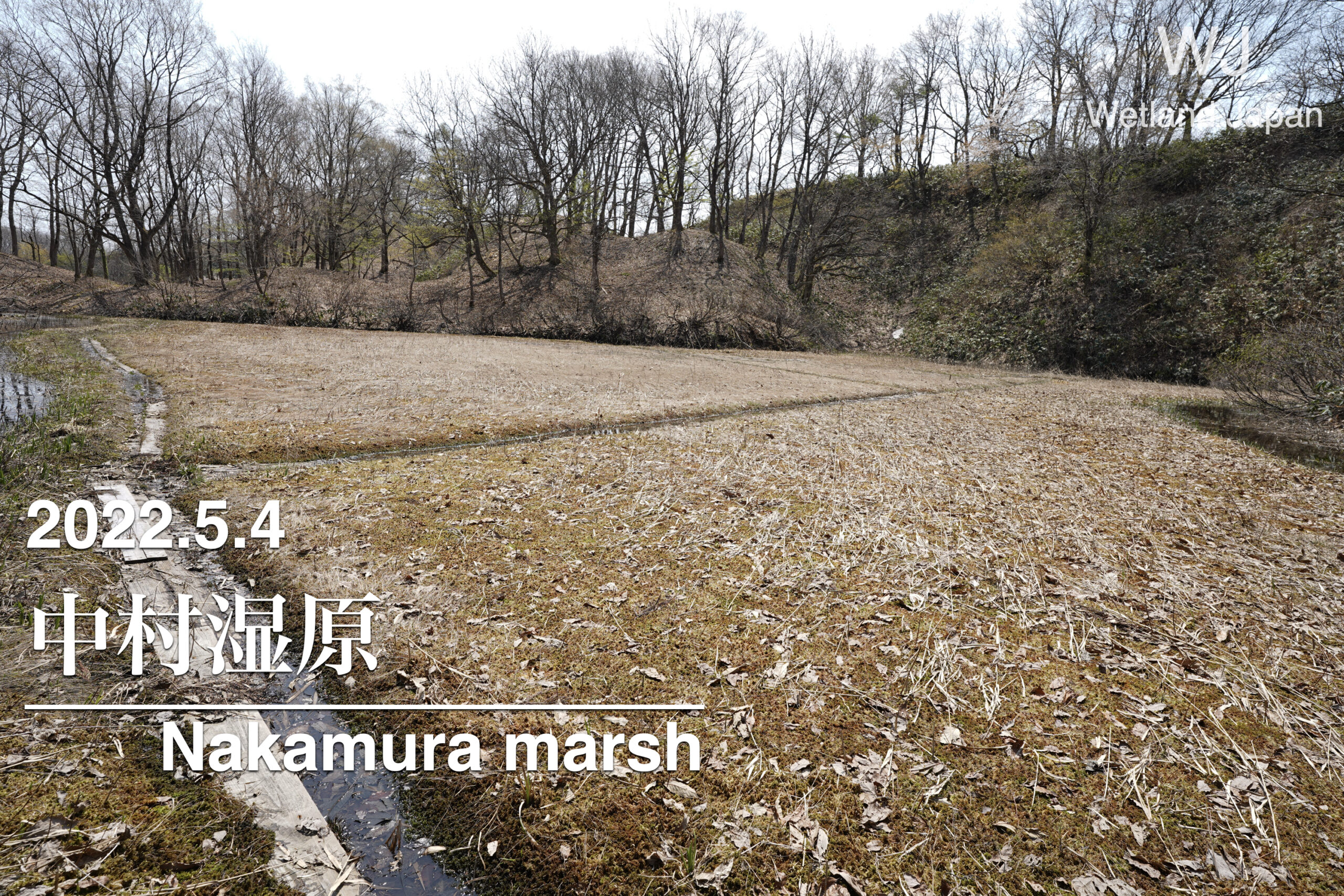 2022.5.4 中村湿原-春先の湿原