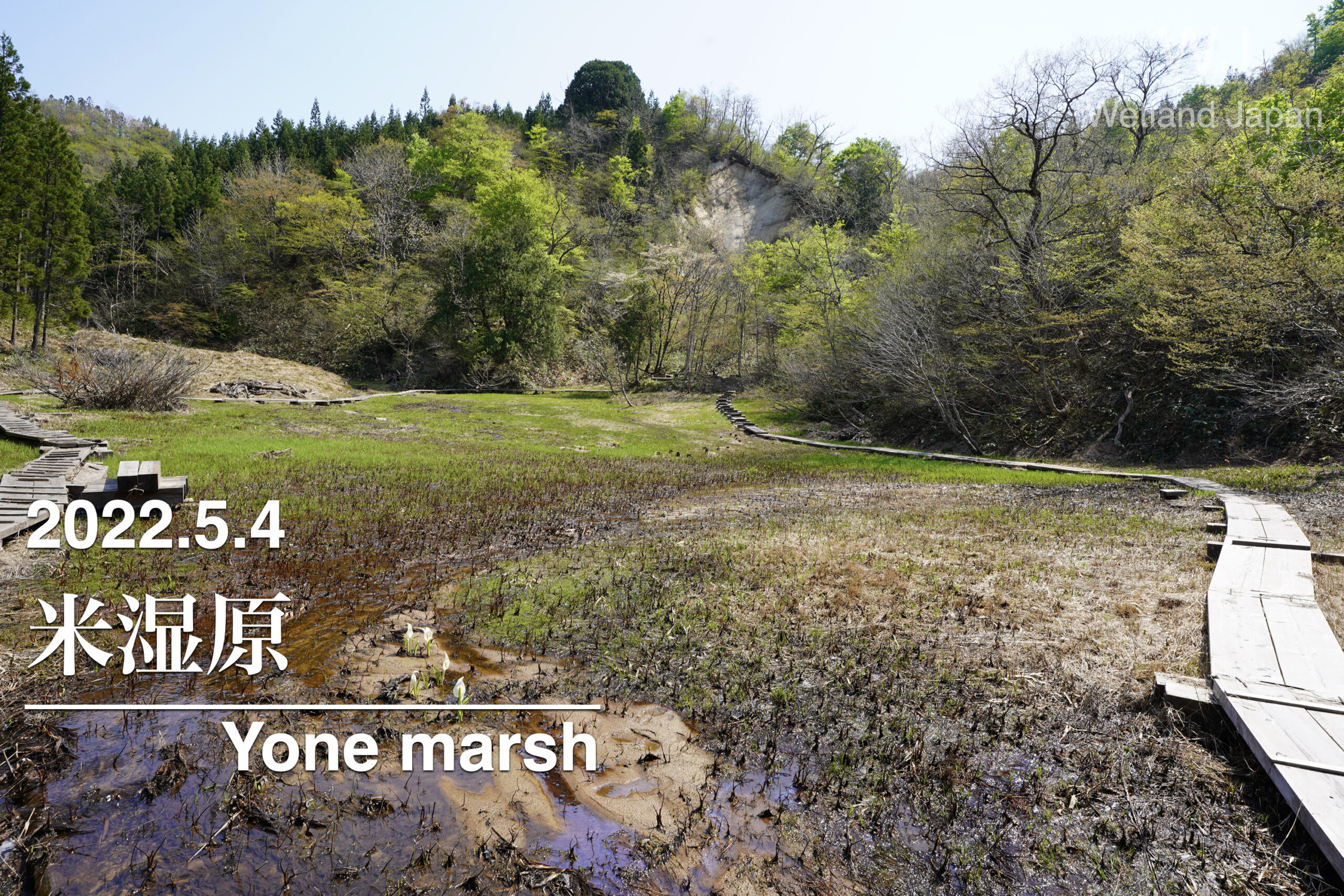 2022.7.22 米湿原-花盛りの湿原-