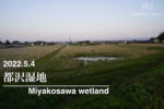 2022.5.4 都沢湿地-田園風景の湿地帯-