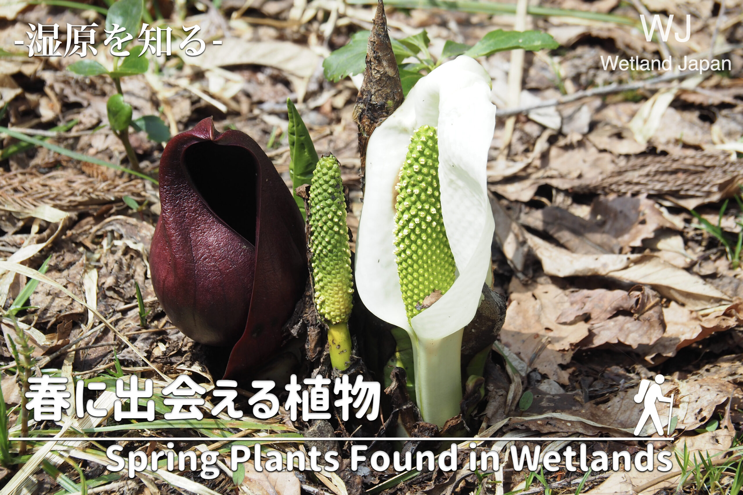 春に出会える植物