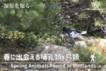 春に出会える哺乳類・鳥類