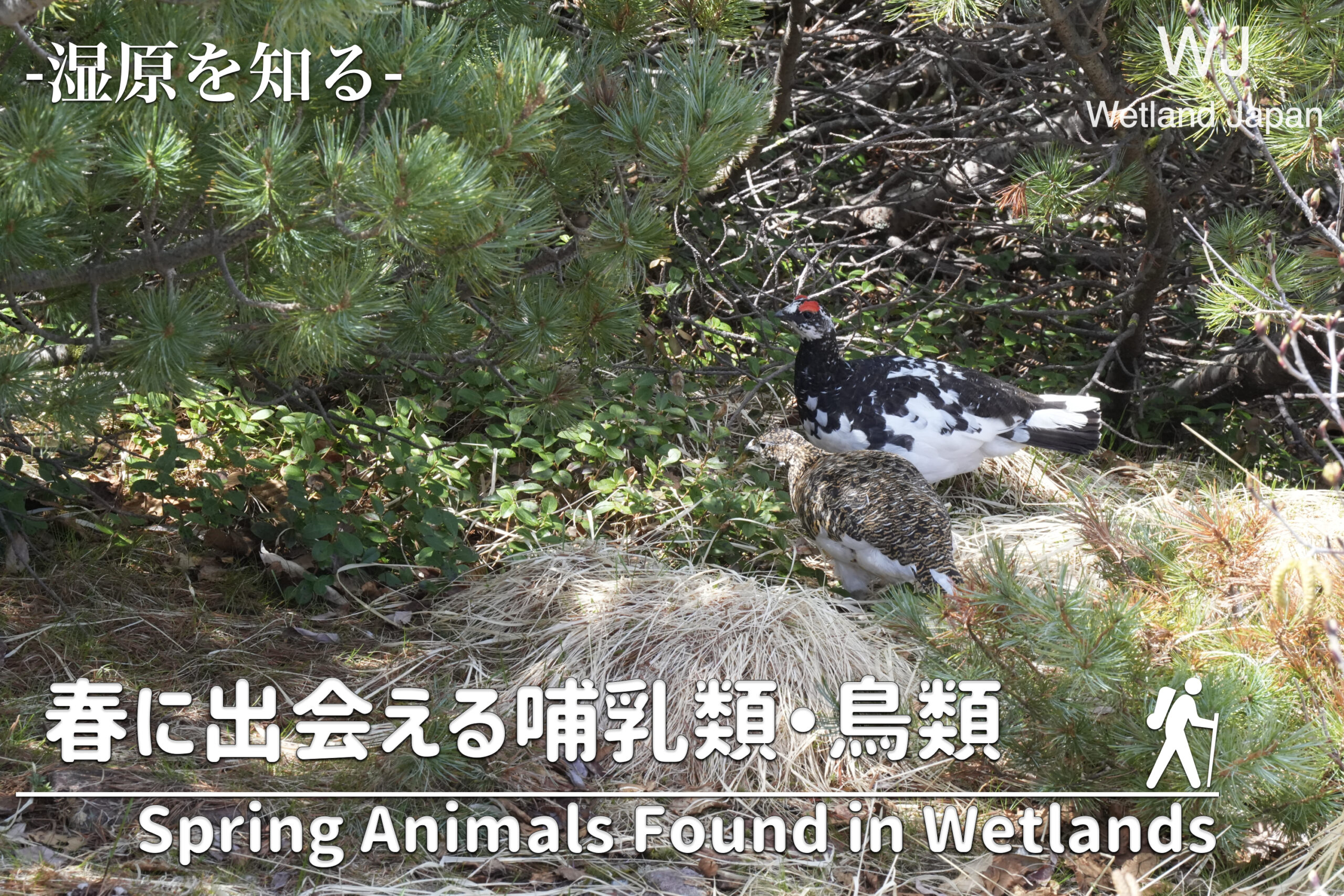 春に出会える哺乳類・鳥類